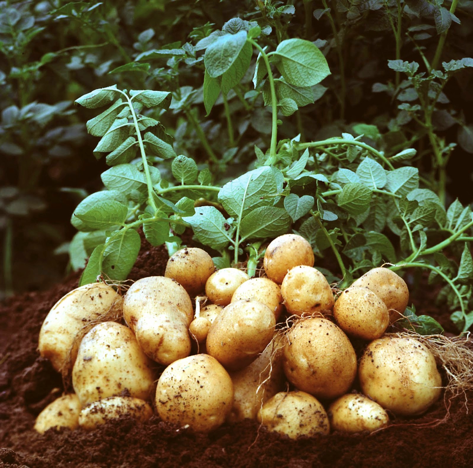 Picture of potato seedlings in a farm. Potato is one of the crops contributing immensely to Kenya’s agricultural sub-sector. 