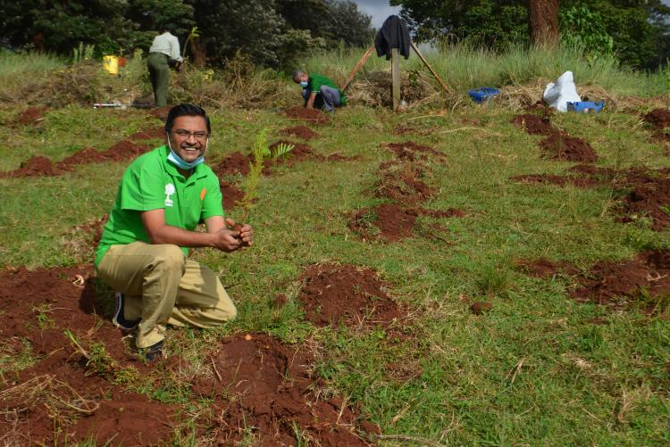 Tree planting