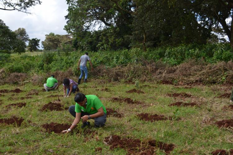 tree planting7