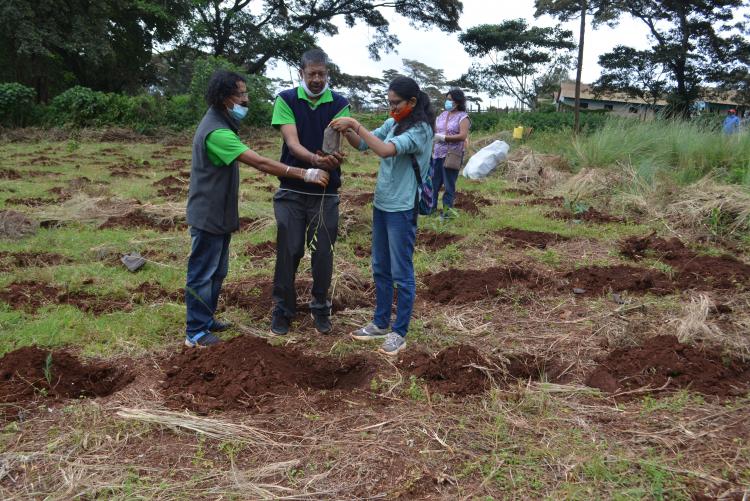 tree planting12