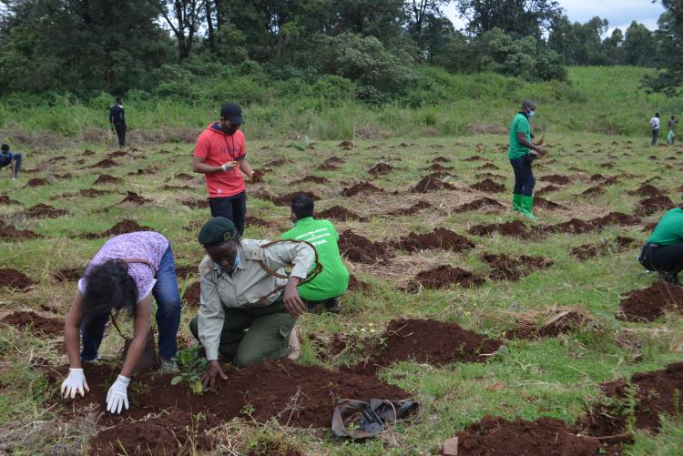 tree planting16