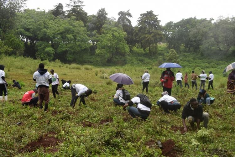 National Tree Planting Day at Kanyariri Farm, Upper Kabete Campus