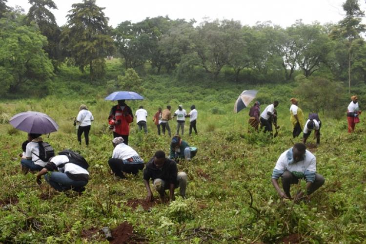 National Tree Planting Day at Kanyariri Farm, Upper Kabete Campus