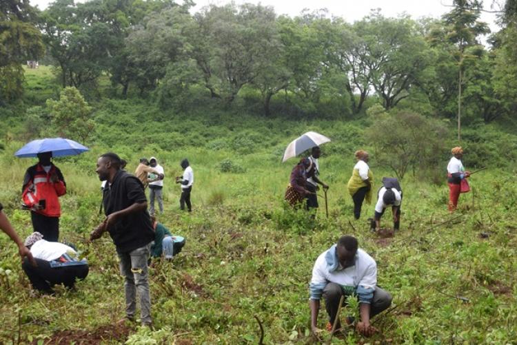 National Tree Planting Day at Kanyariri Farm, Upper Kabete Campus