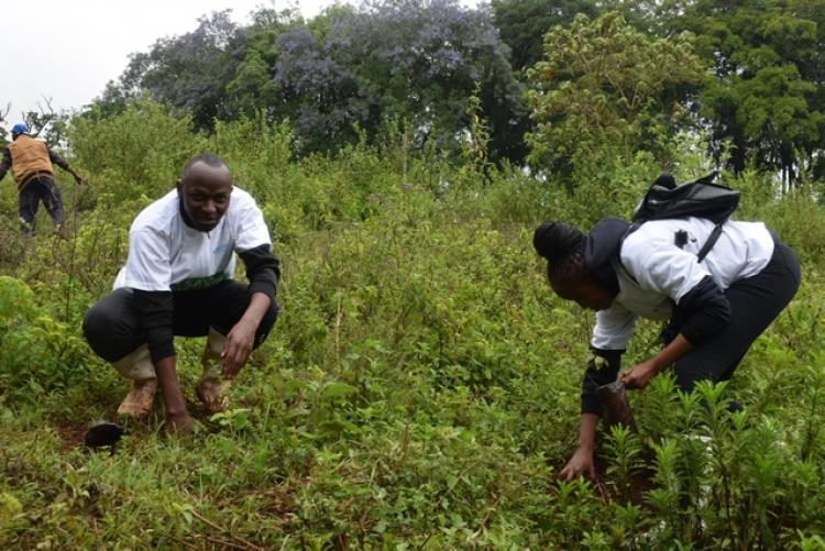 National Tree Planting Day at Kanyariri Farm, Upper Kabete Campus