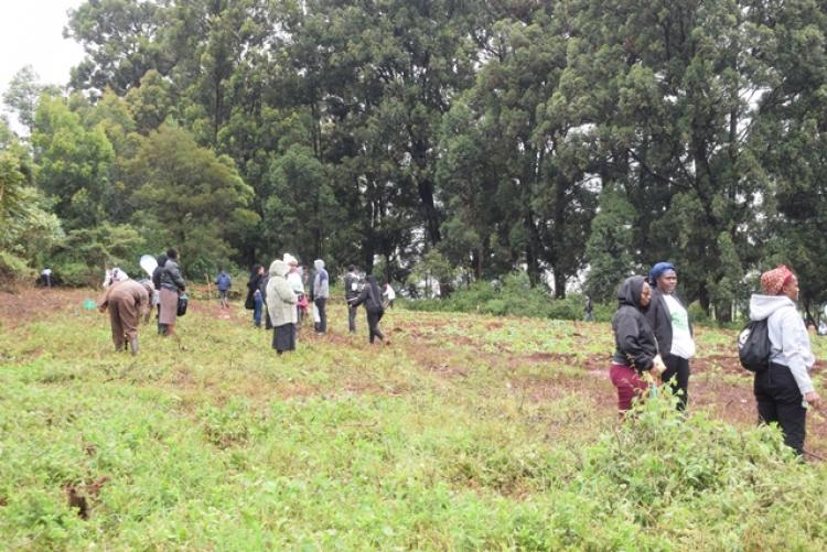 National Tree Planting Day at Kanyariri Farm, Upper Kabete Campus