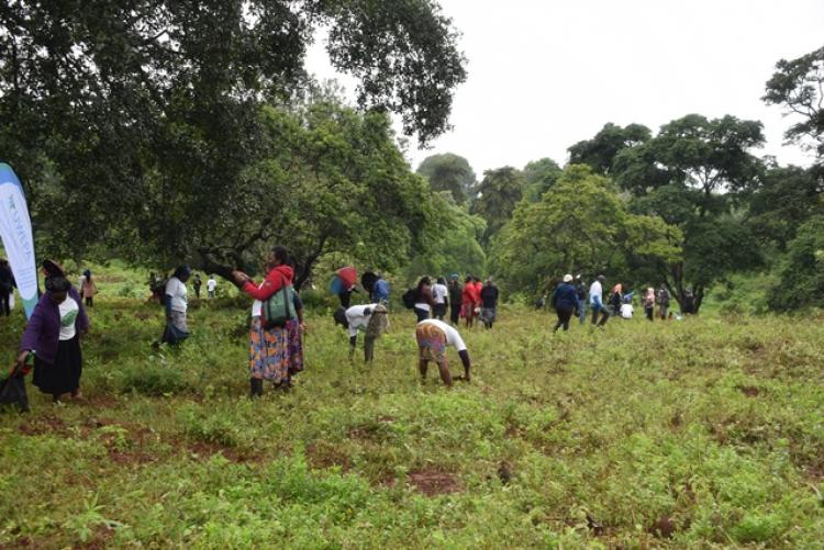 National Tree Planting Day at Kanyariri Farm, Upper Kabete Campus