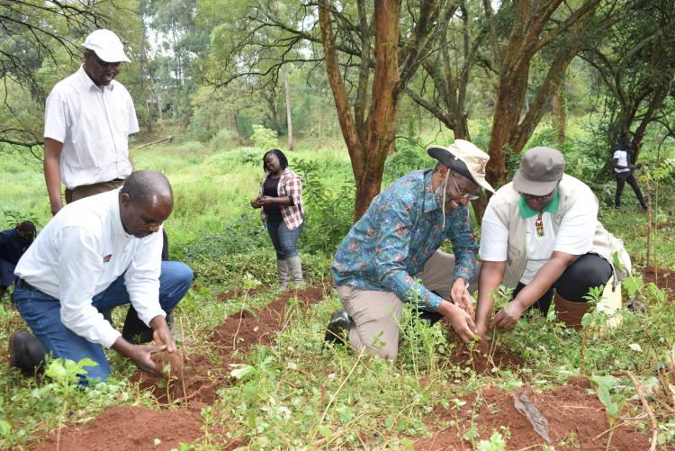 VET. MEDICINE TREE PLANTING 