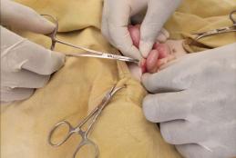 clinicvet
