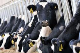 Dairy cows